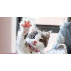 Куча картинок проверка